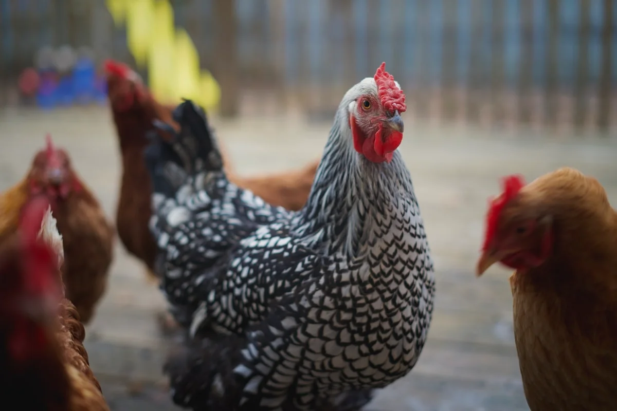 Atlanta deck contractors building a beautiful patio deck