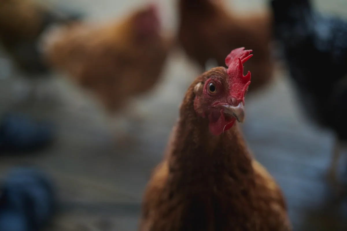 Home improvement decking project completed in Atlanta Georgia